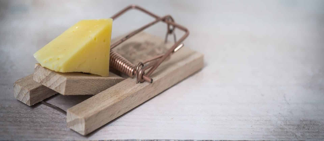 Mouse Trap with Cheese