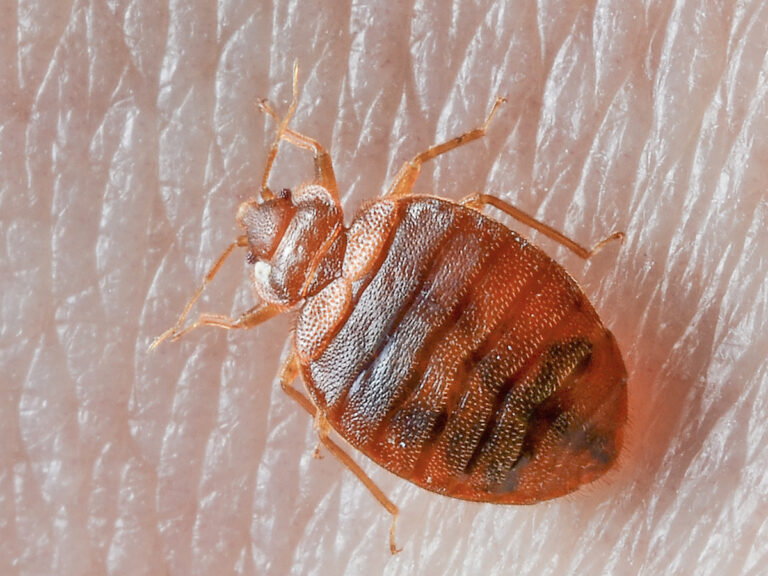 What is Professional Bed Bugs Extermination Process