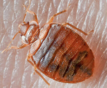 Bed Bugs Extermination