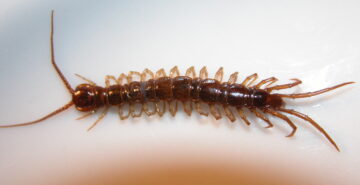 Centipede