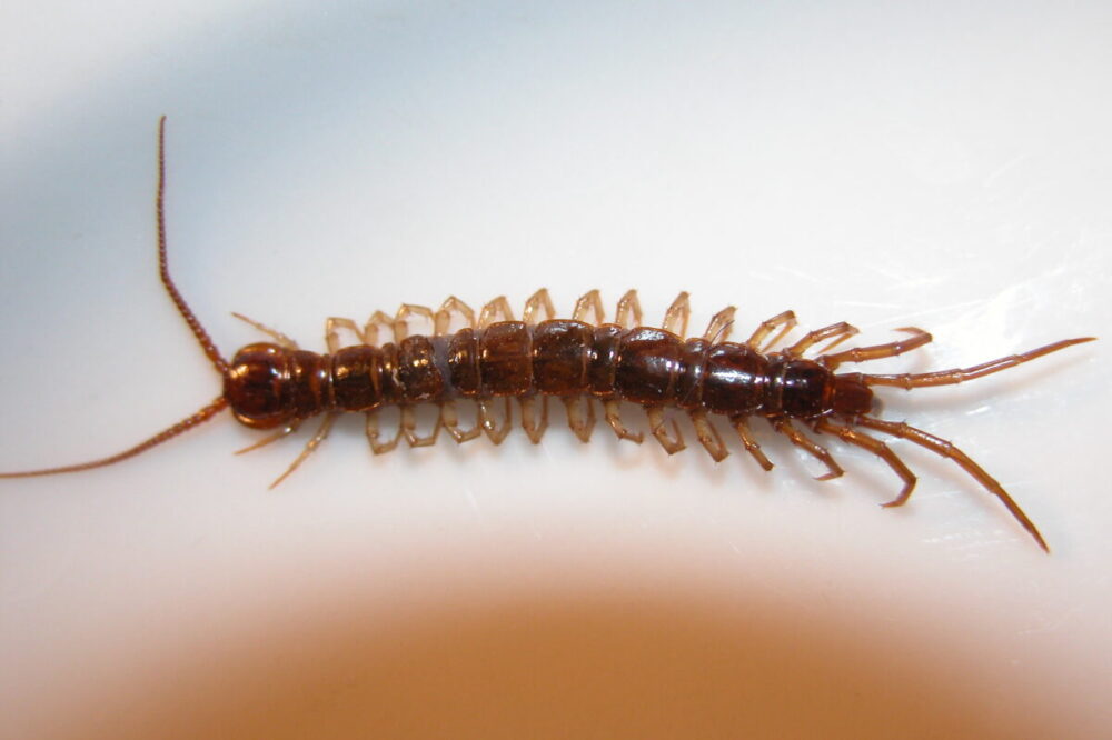 Centipede Infestations