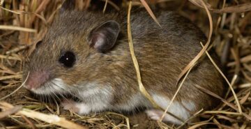 Mice Rats Extermination Toronto