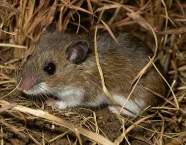 Mice Rats Extermination Toronto