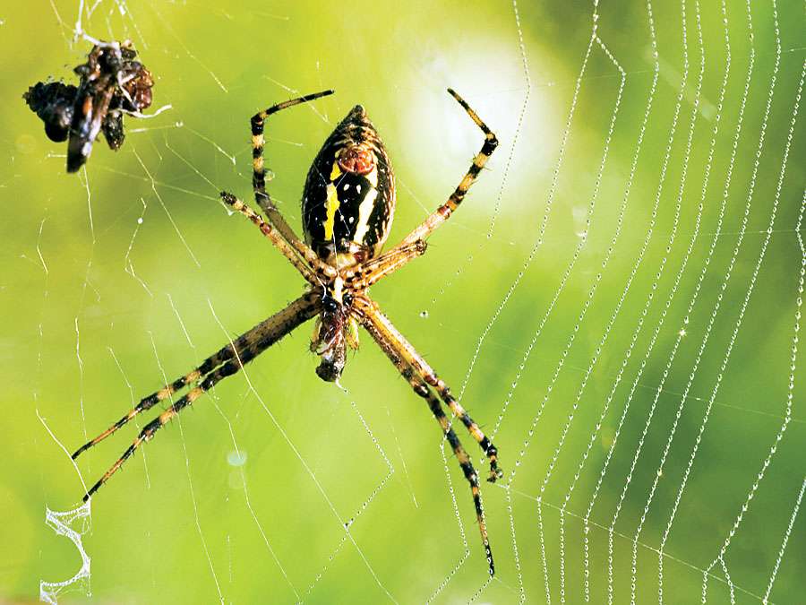 Spiders & Insects