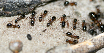 Ant Extermination & Pest Control Mississauga Toronto