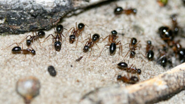 Ant Extermination & Pest Control Mississauga Toronto