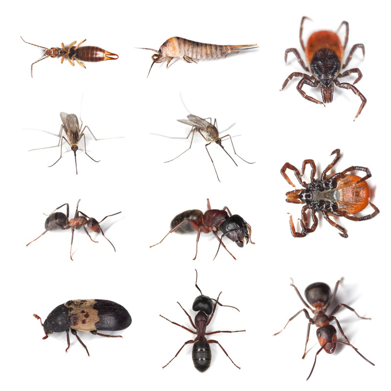 Crawling Insects