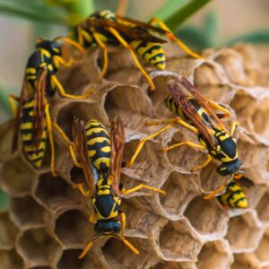 Hornets
