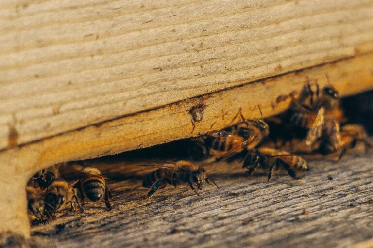 How To Select a Reputable Pest Control Service?