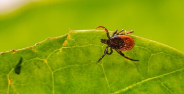 Ticks Extermination