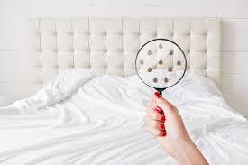 How to get rid of bed bugs in Toronto?