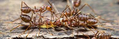 Ant Extermination Kitchener