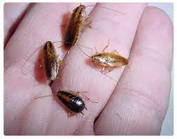 Vanquish Expert helping to get rid of German Cockroaches