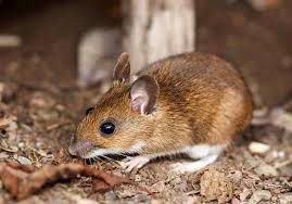 Mice and Rats Extermination Toronto
