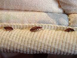 Kitchener Bed Bug Exterminator
