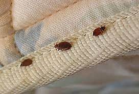 Bed Bug Extermination Kitchener