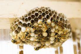 Wasp Extermination Oakville