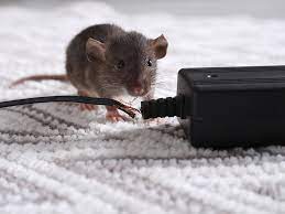 Mice and Rats Extermination Toronto