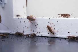How to get rid of German Cockroaches?