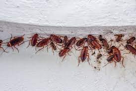 Cockroach Extermination Toronto