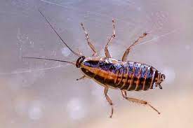 Cockroach Extermination & Pest Control Toronto