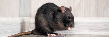 Mice and Rats Extermination Toronto