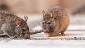 Mice and Rats Extermination Kitchener
