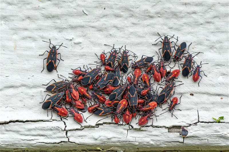 How to get rid of Boxelder Bugs