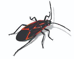 How to identify Boxelder Bugs