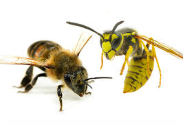 Wasp & Hornet Pest Control