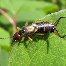 Earwigs Extermination in Brampton