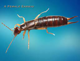 Female Earwig