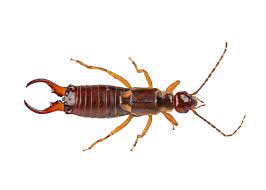 Earwigs Extermination in Brampton