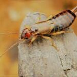 Earwigs Extermination by Vanquish Pest Control
