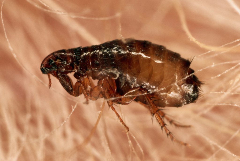 Fleas Extermination in Brampton