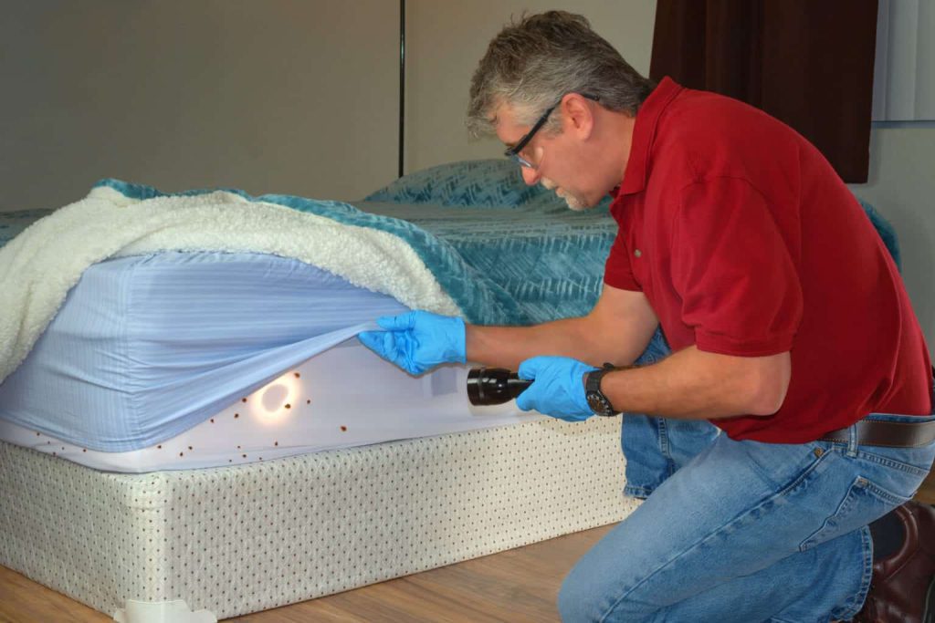 How to Get Rid of Bed Bugs in Toronto