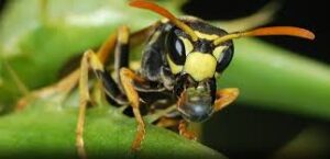 Hornet Exterminator Brampton