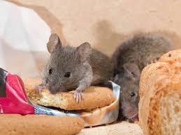 Mice/Rats Infestation Toronto