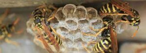 Paper Wasp Extermination Brampton