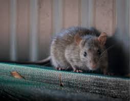 Rats and Mice Control In Brampton