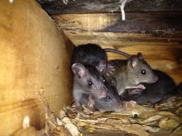 Rats and Mice Control Brampton