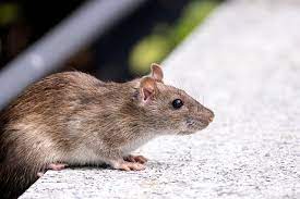 Rats and Mice Control Brampton