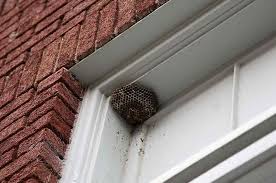 Wasp Nest Removal Brampton