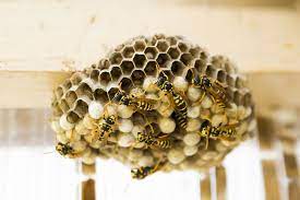 Wasp Removal in Brampton
