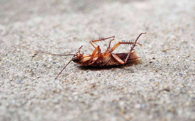 Cockroach Control in Toronto