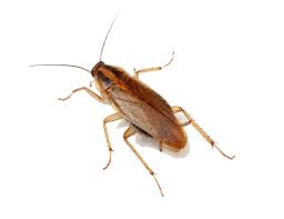 Cockroach_Extermination_Brampton_Pest_Control