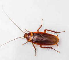 American Cockroach Extermination