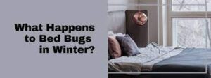 Bed Bugs in Winter