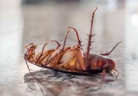 Remove Cockroaches in Toronto