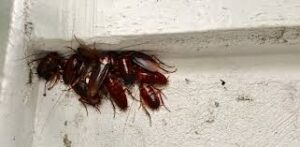 Cockroach Infestation Toronto
